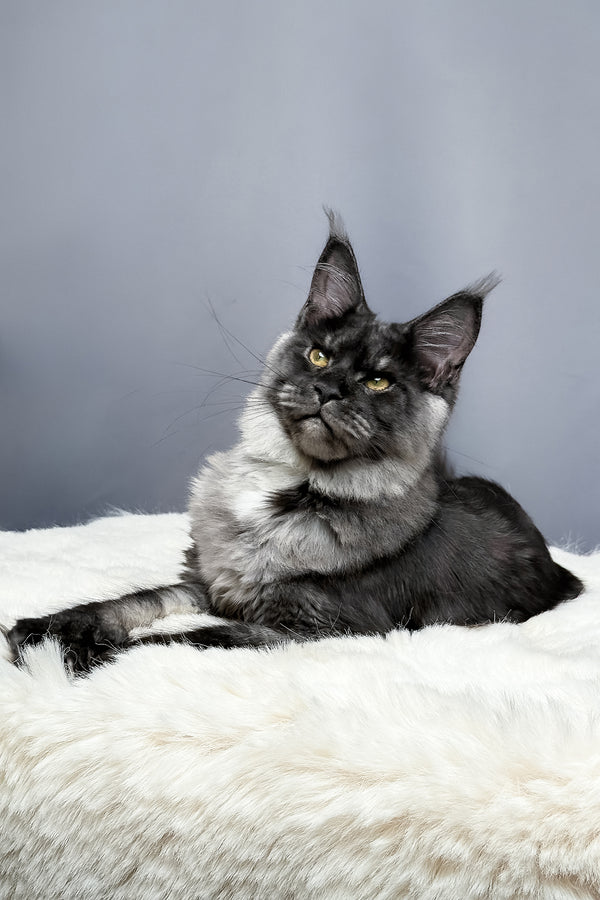 Aurora | Maine Coon Kitten