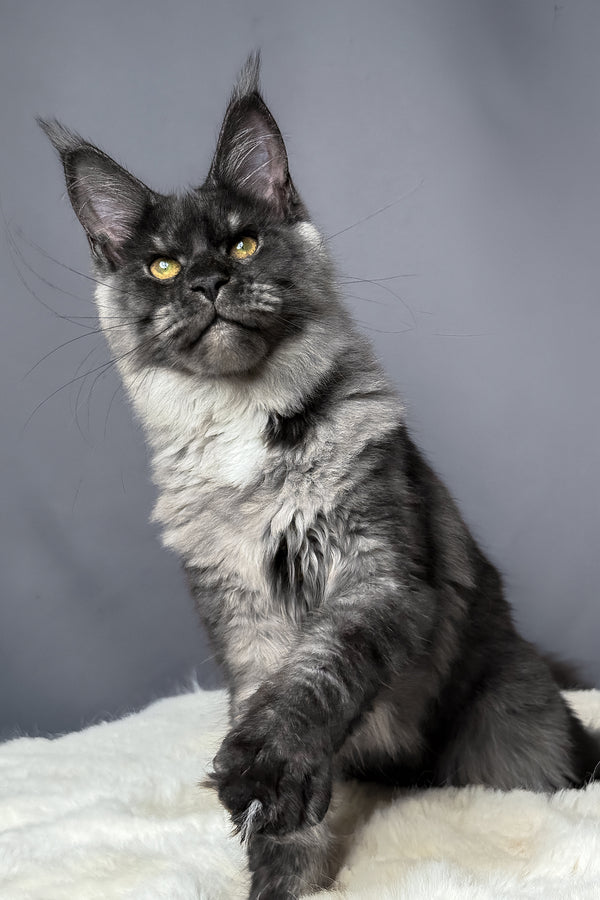 Aurora | Maine Coon Kitten