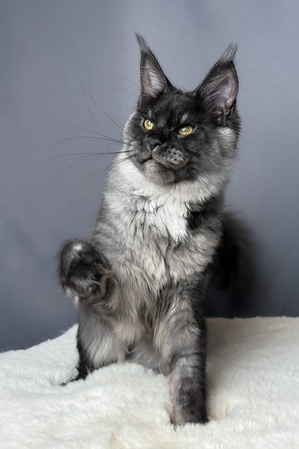 Aurora | Maine Coon Kitten