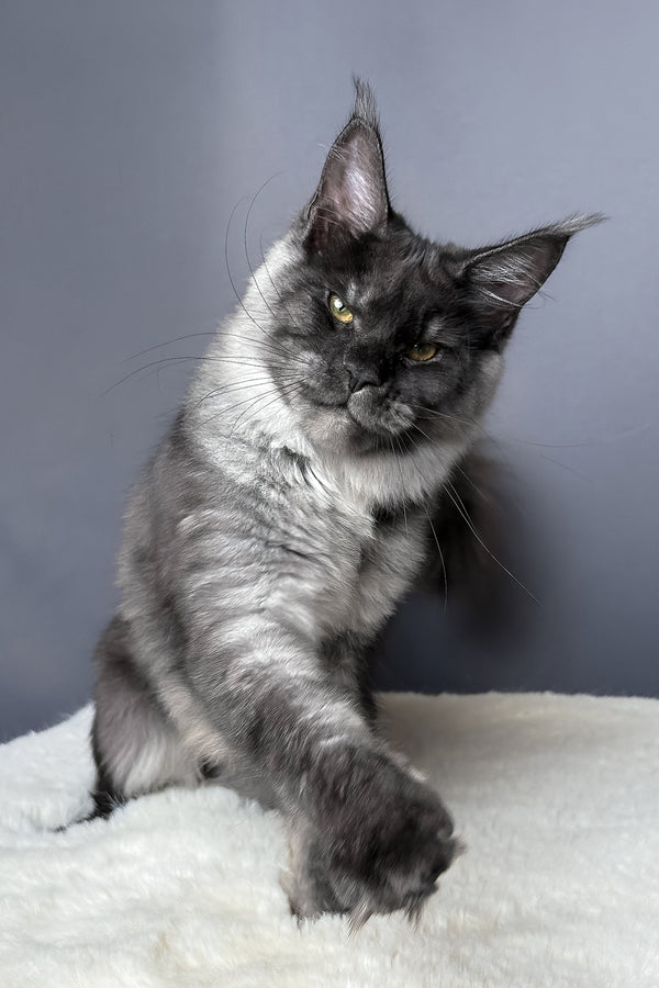 Aurora | Maine Coon Kitten