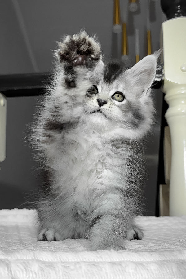 Ava | Maine Coon Kitten