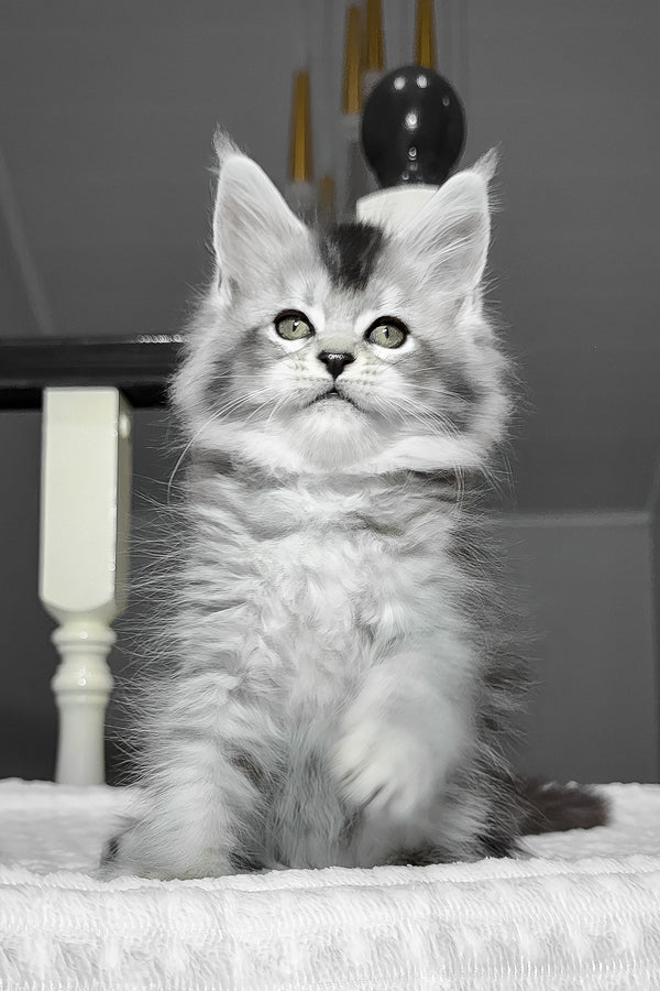 Ava | Maine Coon Kitten