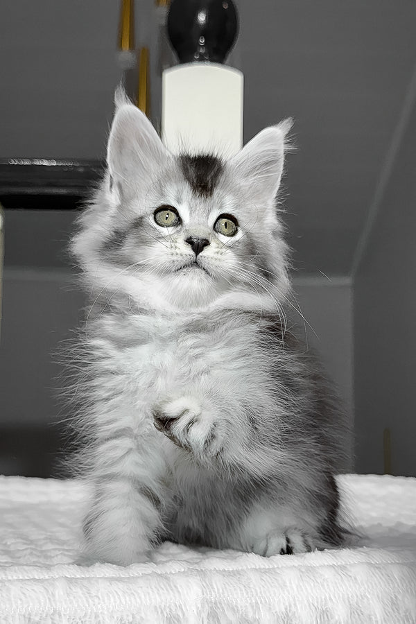 Ava | Maine Coon Kitten