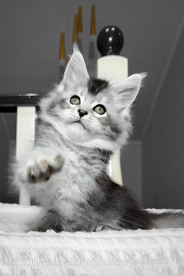 Ava | Maine Coon Kitten