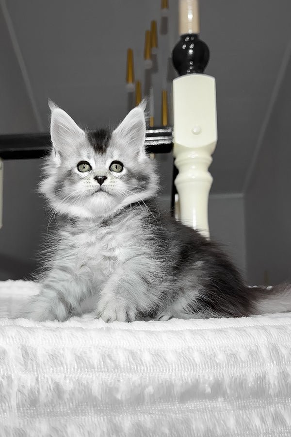 Ava | Maine Coon Kitten