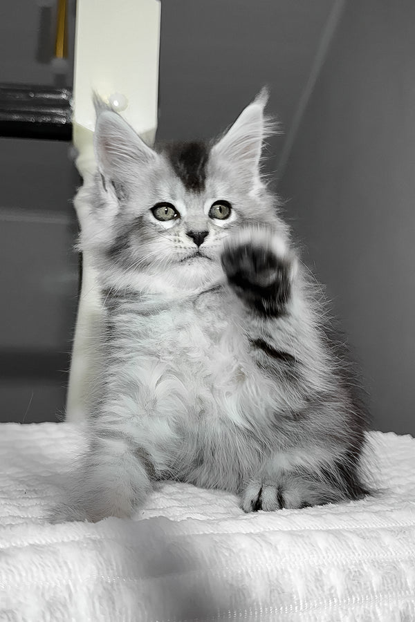 Ava | Maine Coon Kitten