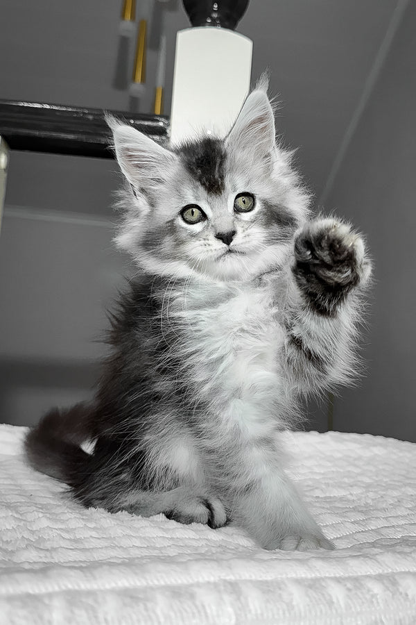 Ava | Maine Coon Kitten