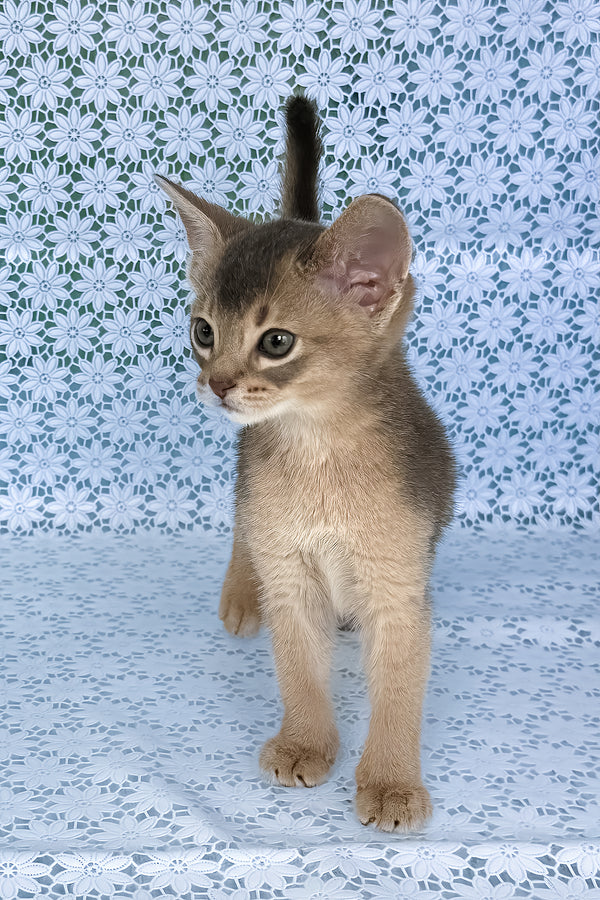 August | Abyssinian Kitten