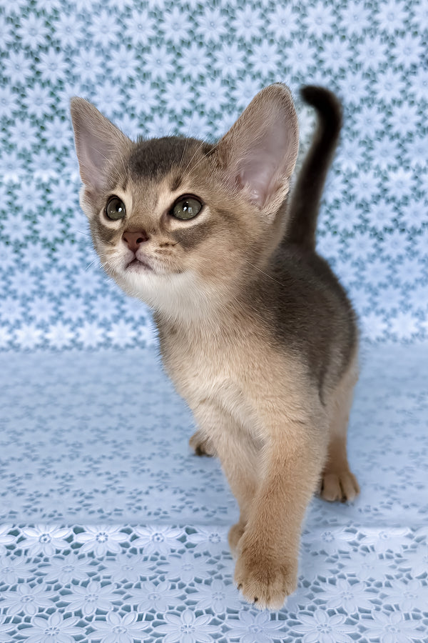 August | Abyssinian Kitten