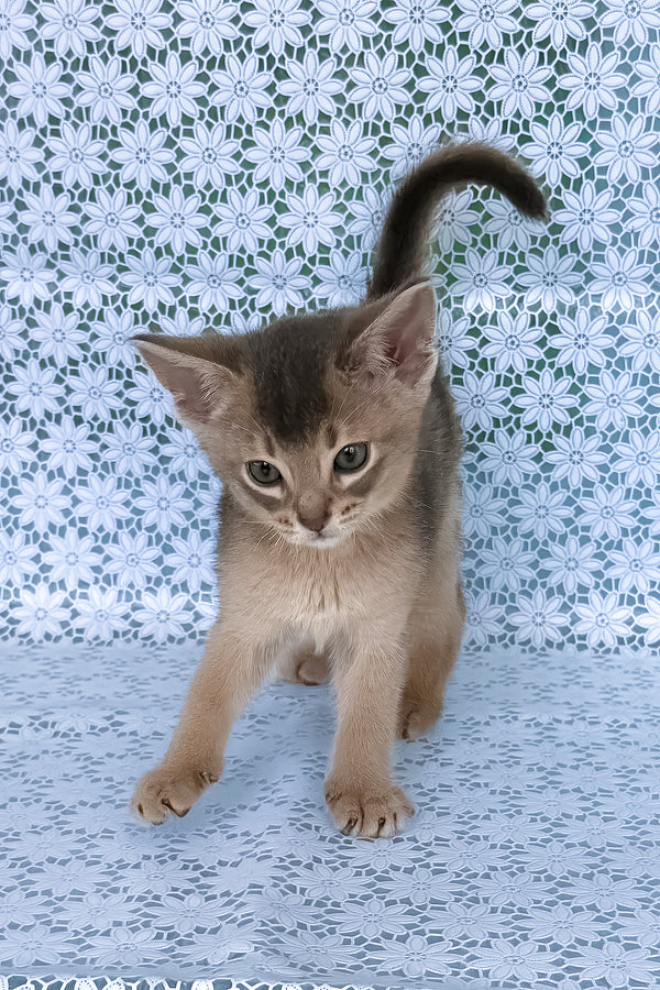 August | Abyssinian Kitten