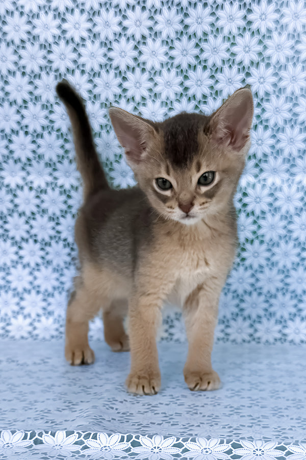 August | Abyssinian Kitten