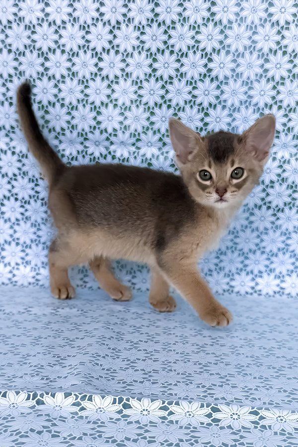 August | Abyssinian Kitten