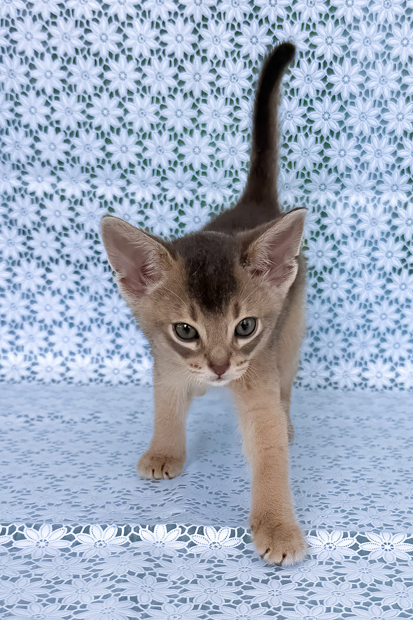 August | Abyssinian Kitten