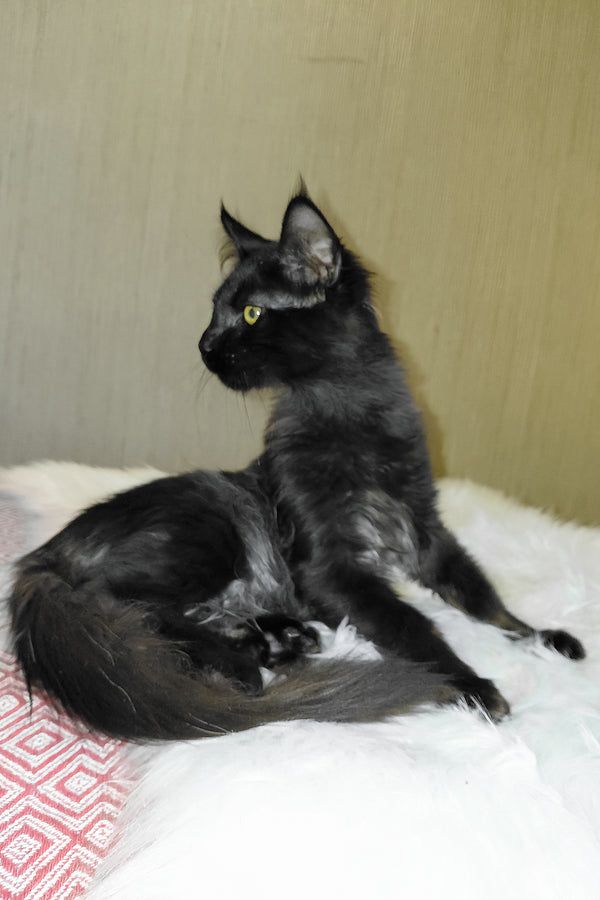 Ayo | Maine Coon Kitten