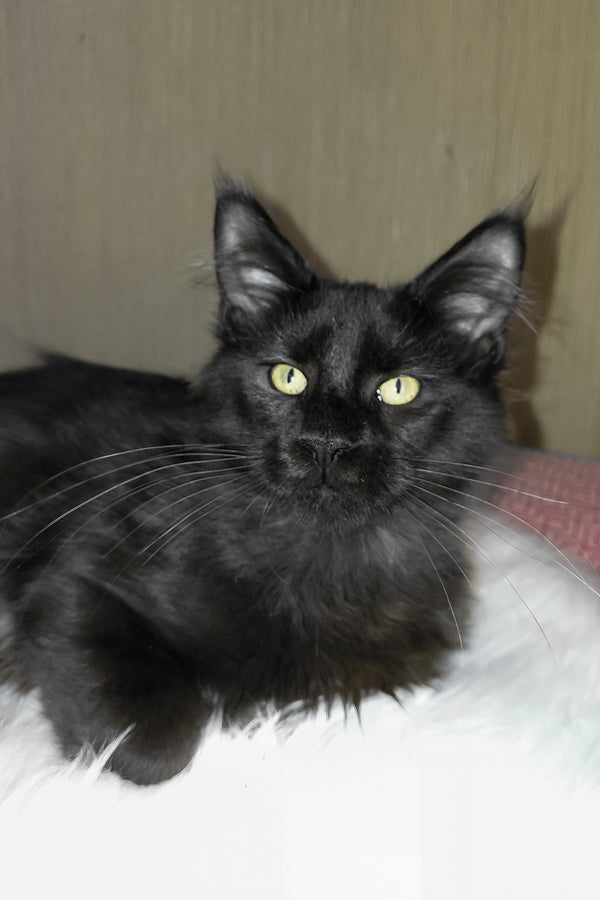 Ayo | Maine Coon Kitten
