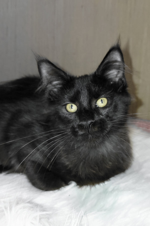 Ayo | Maine Coon Kitten