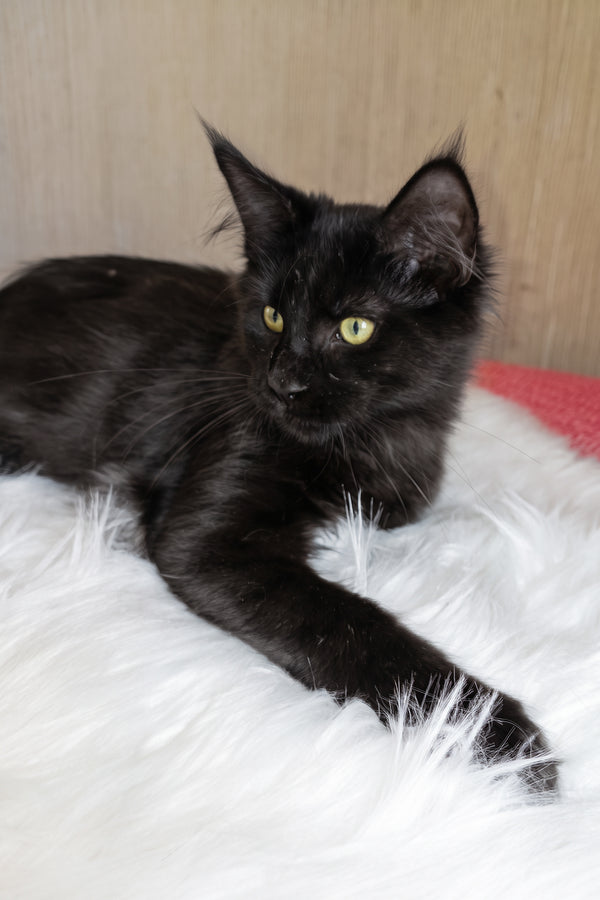 Ayo | Maine Coon Kitten
