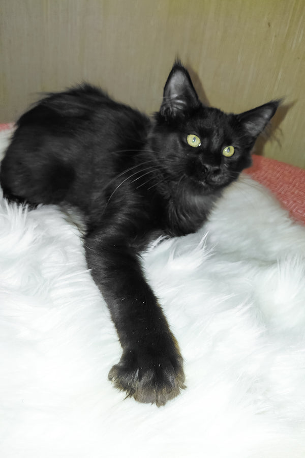 Ayo | Maine Coon Kitten