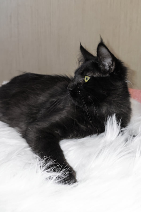 Ayo | Maine Coon Kitten
