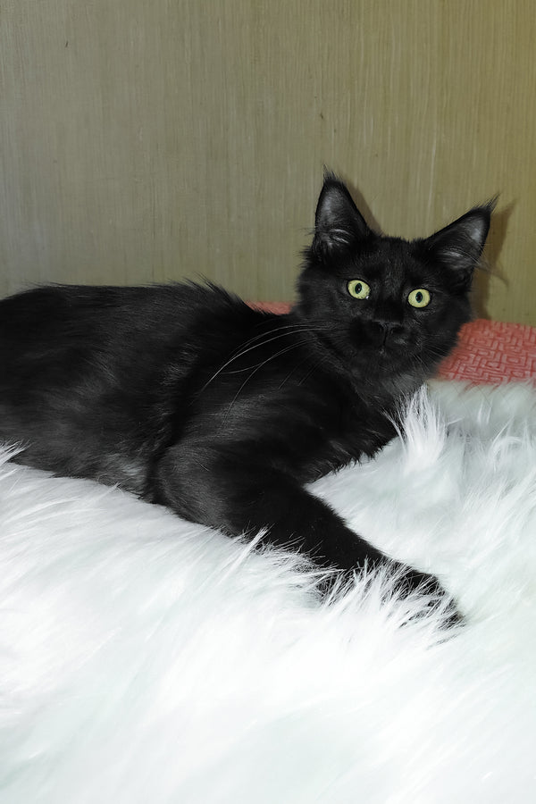 Ayo | Maine Coon Kitten