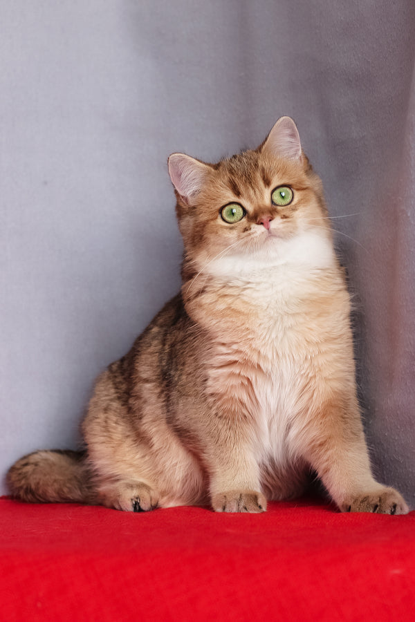 Aziza | British Shorthair Kitten