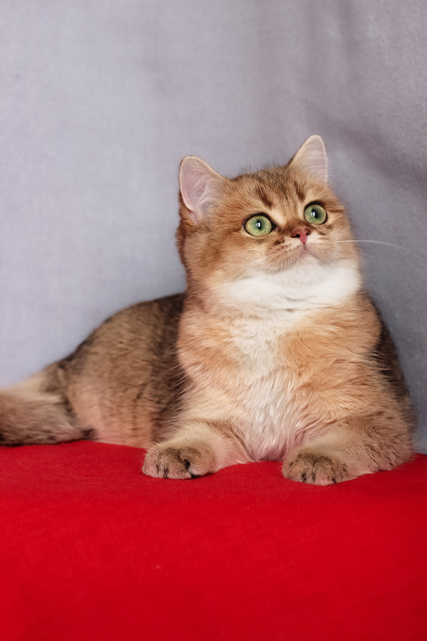 Aziza | British Shorthair Kitten