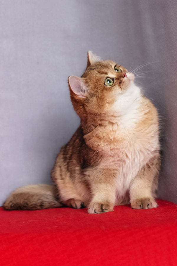 Aziza | British Shorthair Kitten