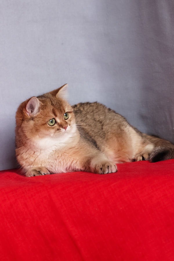 Aziza | British Shorthair Kitten