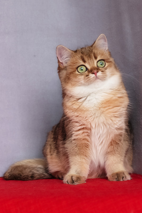 Aziza | British Shorthair Kitten