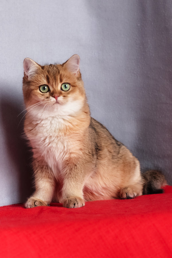 Aziza | British Shorthair Kitten