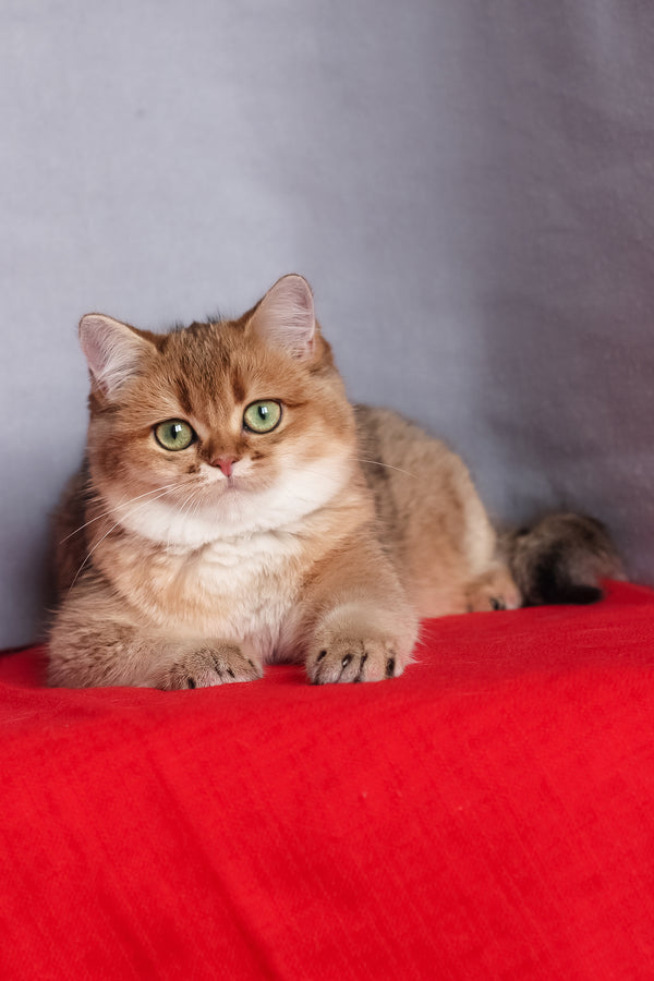 Aziza | British Shorthair Kitten