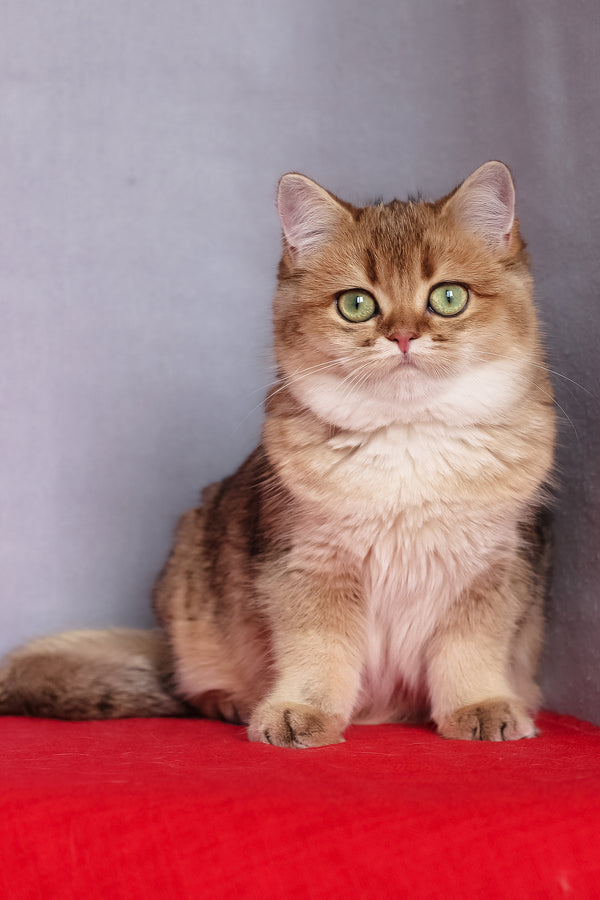 Aziza | British Shorthair Kitten