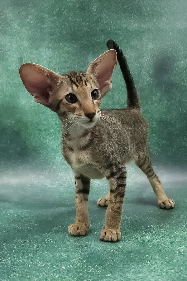 Azur | Oriental Shorthair Kitten