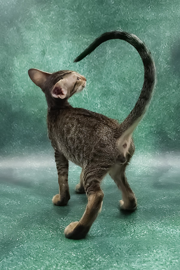 Azur | Oriental Shorthair Kitten