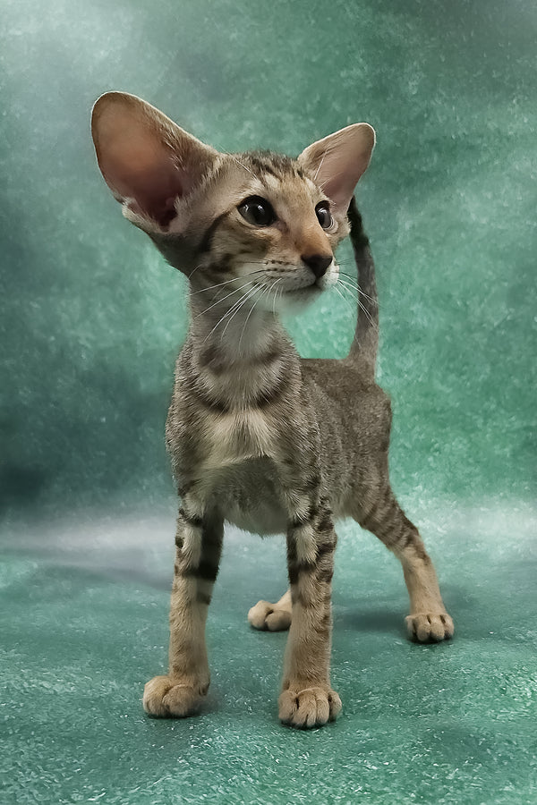 Azur | Oriental Shorthair Kitten