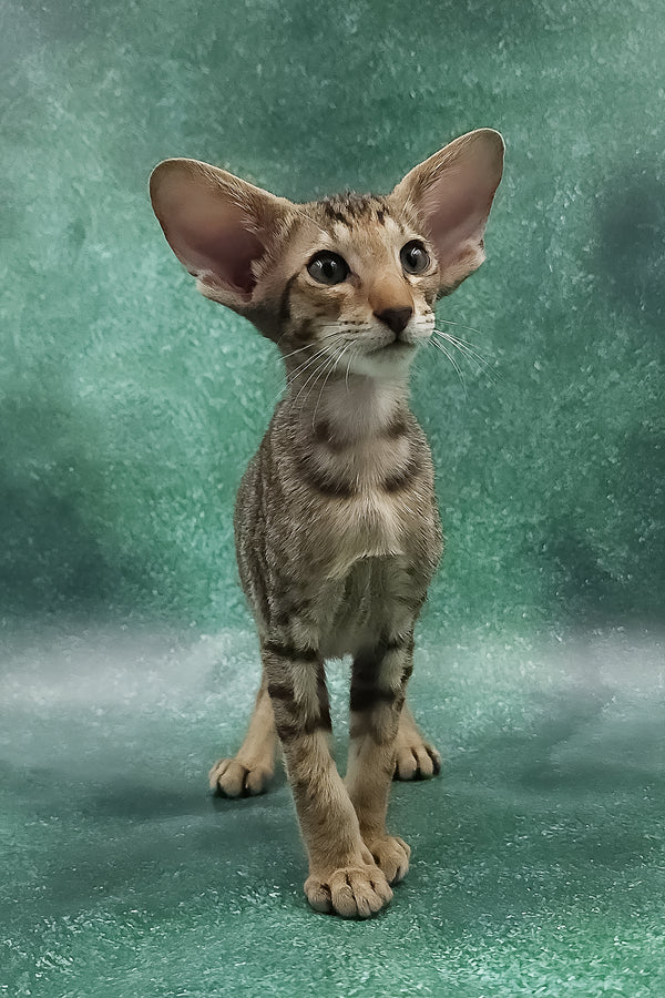 Azur | Oriental Shorthair Kitten