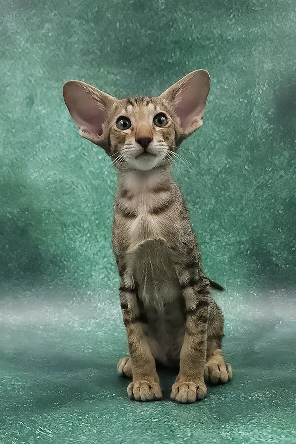 Azur | Oriental Shorthair Kitten