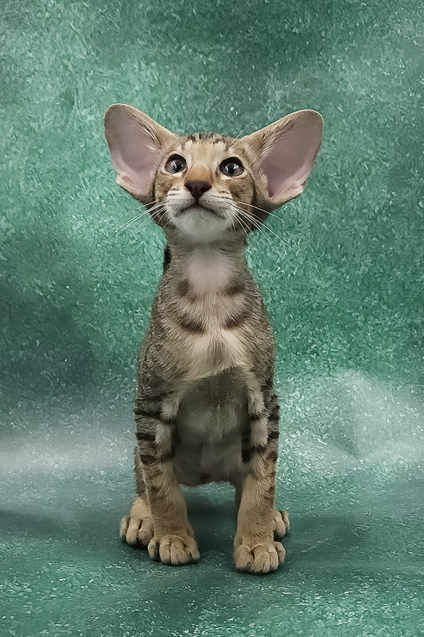 Azur | Oriental Shorthair Kitten