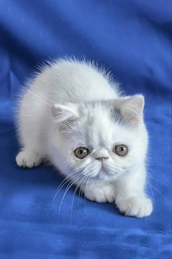 Azure | Exotic Shorthair Kitten