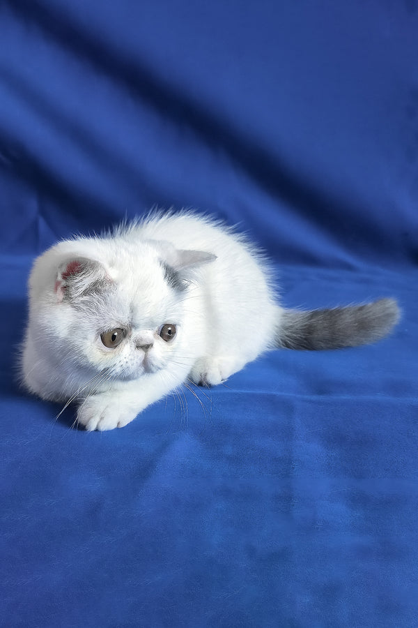 Azure | Exotic Shorthair Kitten