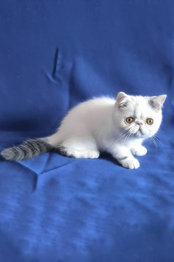 Azure | Exotic Shorthair Kitten