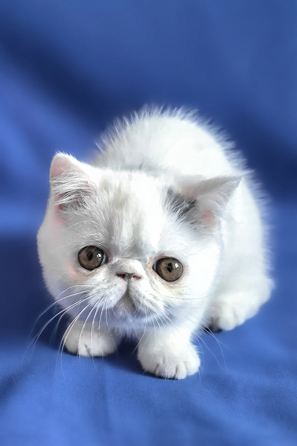 Azure | Exotic Shorthair Kitten