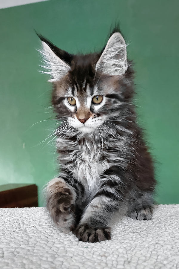 Baccara | Maine Coon Kitten