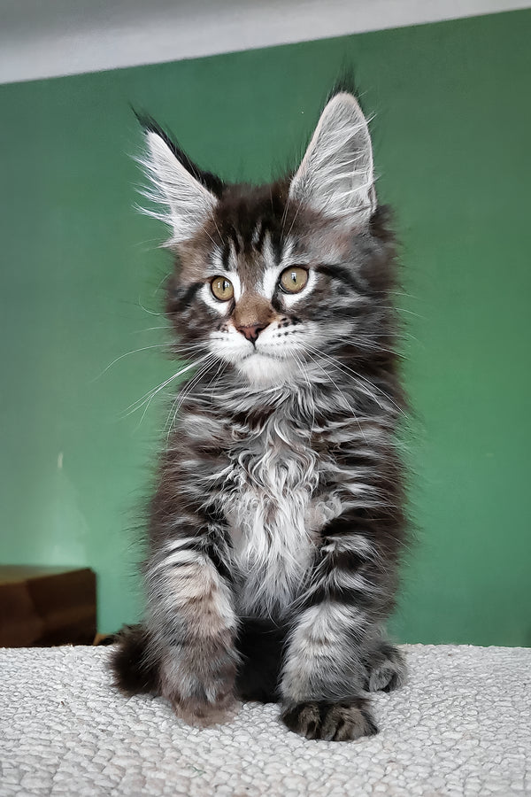 Baccara | Maine Coon Kitten
