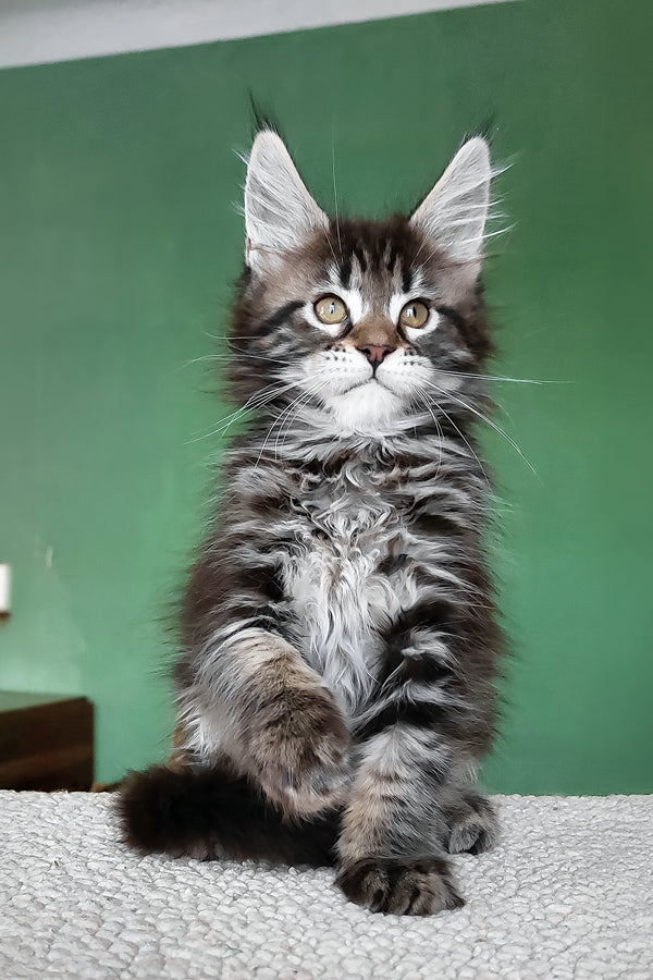 Baccara | Maine Coon Kitten