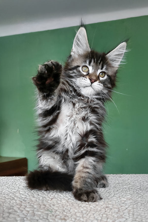 Baccara | Maine Coon Kitten