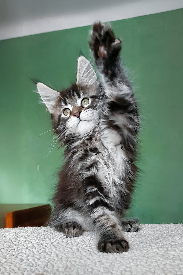 Baccara | Maine Coon Kitten