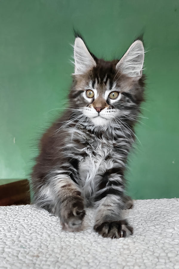 Baccara | Maine Coon Kitten