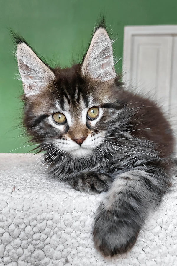 Baccara | Maine Coon Kitten