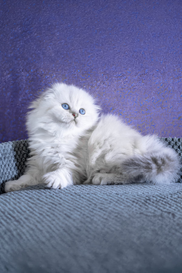 Baffi | Scottish Fold Longhair Kitten